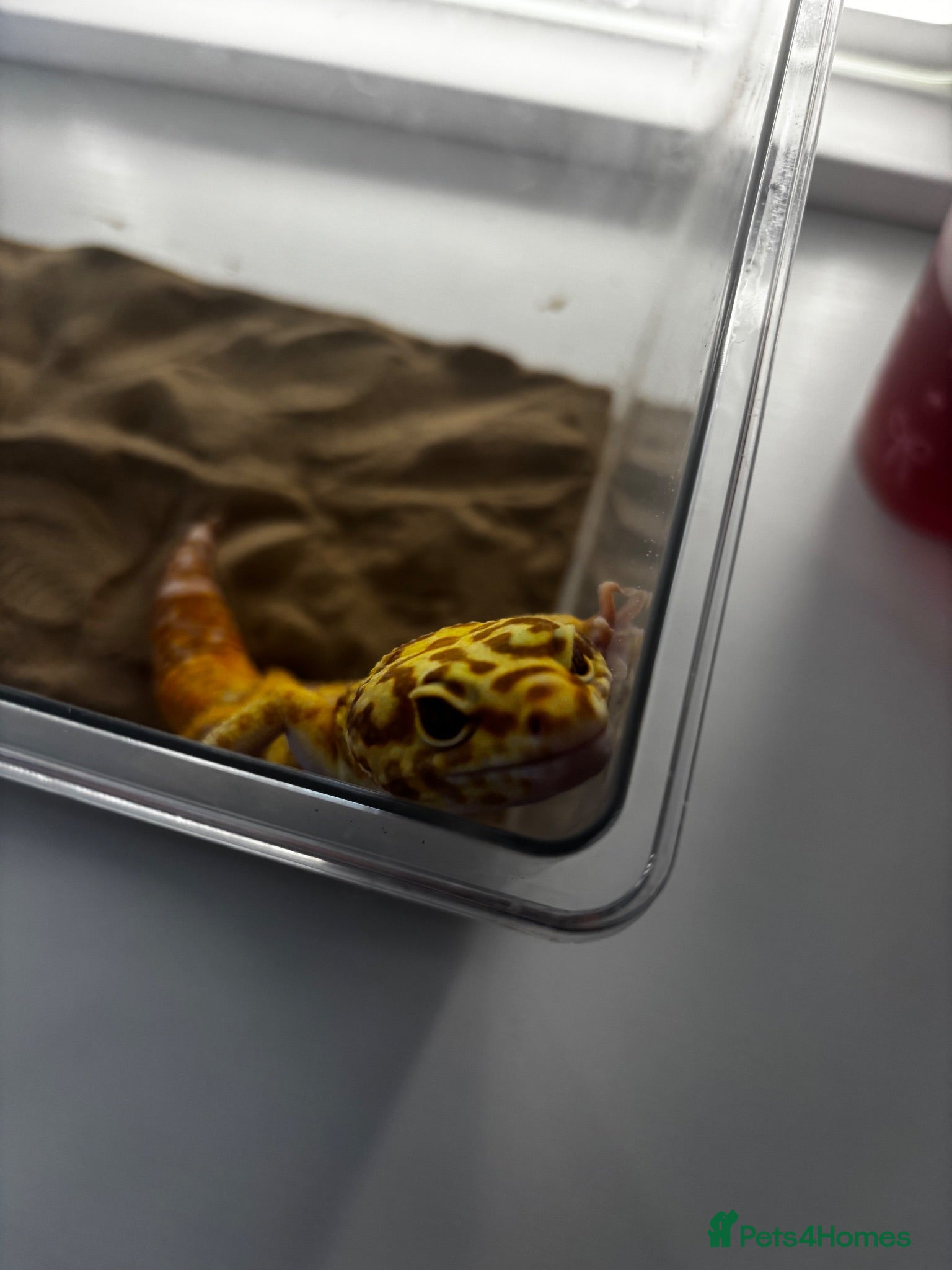 Leopard Gecko reptiles Leopard Gecko  - Advert 1