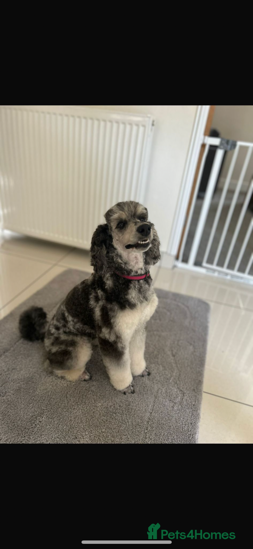 Miniature Poodle dogs for sale: 🐩🌈Miniature Merle poodle puppies 🌈🐶❤️ - Advert 18