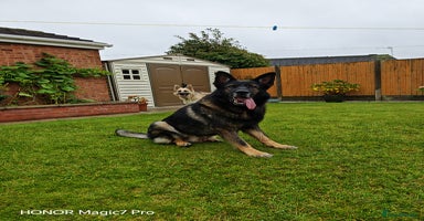 German Shepherd dogs - Advert 9