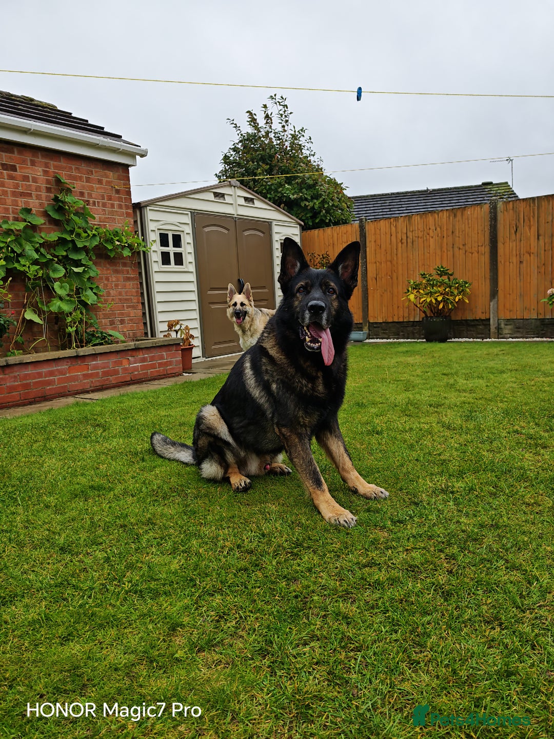 German Shepherd dogs for sale: German Shepherd puppies - Image 10