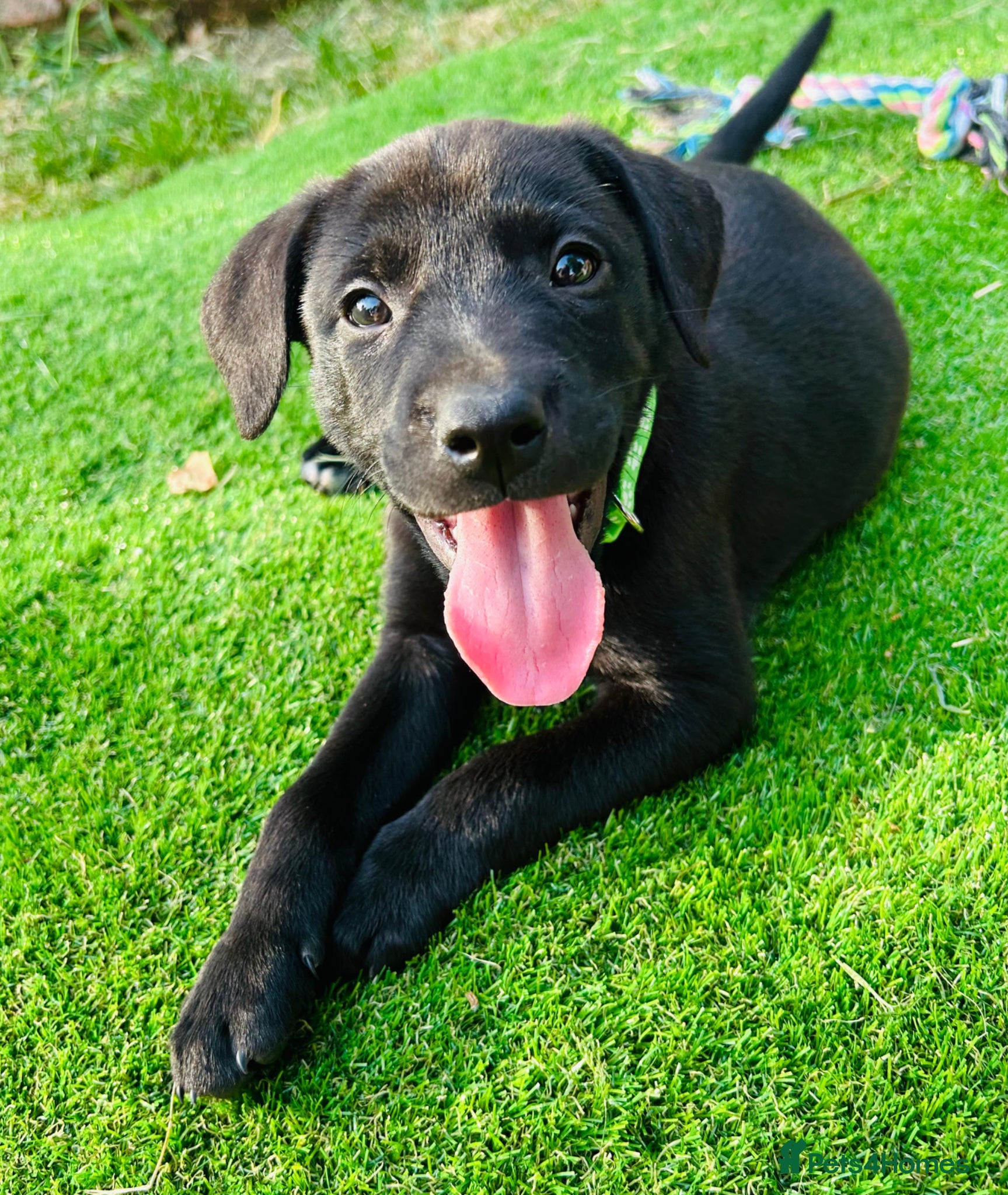 Mixed Breed dogs Beautiful Labrador X puppies.  - Advert 10