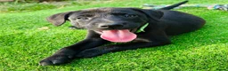 Mixed Breed dogs for sale: Beautiful Labrador X puppies.  - Advert 2