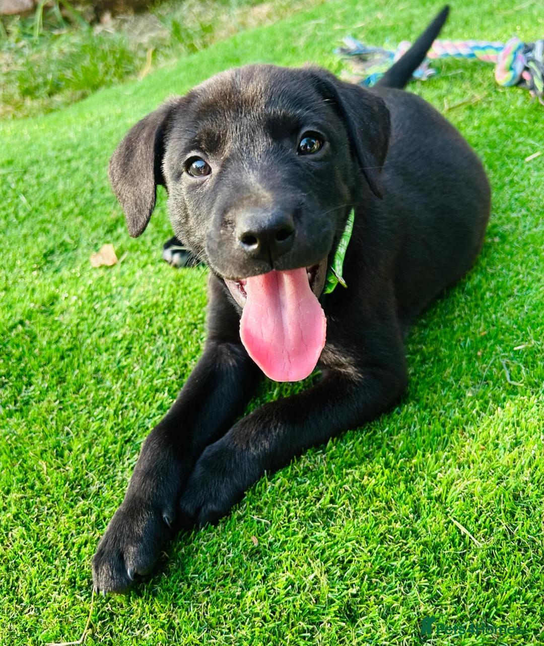 Mixed Breed dogs for sale: Beautiful Labrador X puppies.  - Advert 2