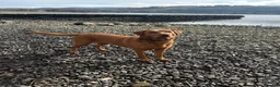 Labrador Retriever dogs for sale: Fox Red Labrador Puppies  - Advert 13