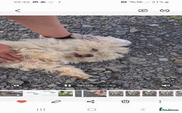 Maltese dogs for adoption: Heidi. 6kg small breed  - Advert 3