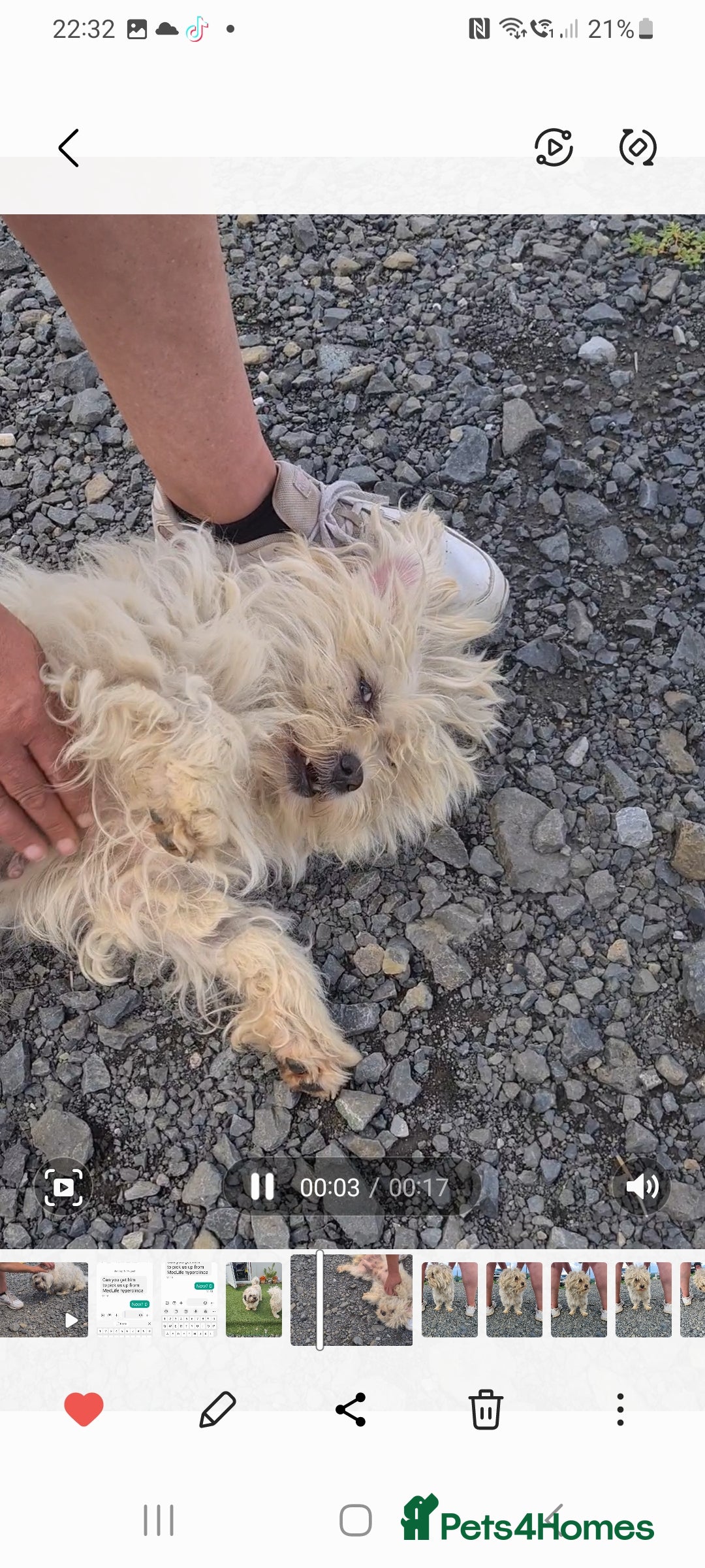 Maltese dogs for adoption: Heidi. 6kg small breed  - Advert 3