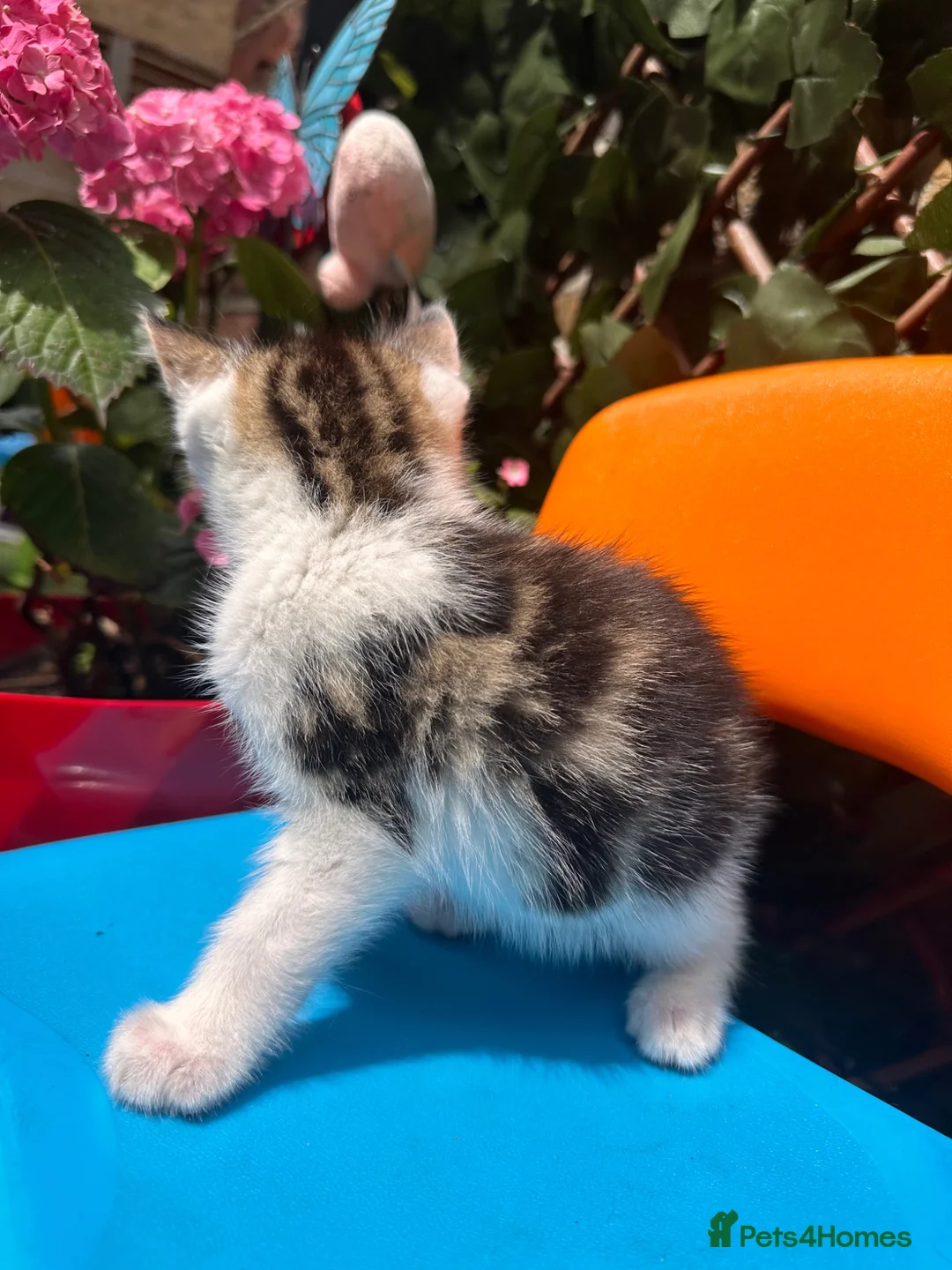 Mixed Breed cats for sale: Adorable kitten  - Advert 1