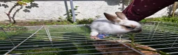 Mixed Breed rabbits for sale: bunnies in Plymouth - Advert 29