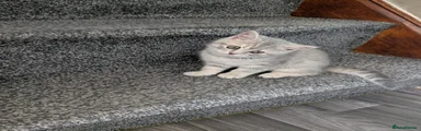 British Shorthair 1