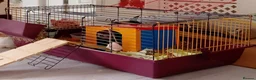 Netherland Dwarf rabbits for sale: 2 female netherland dwarf rabbits in Stalybridge - Advert 2