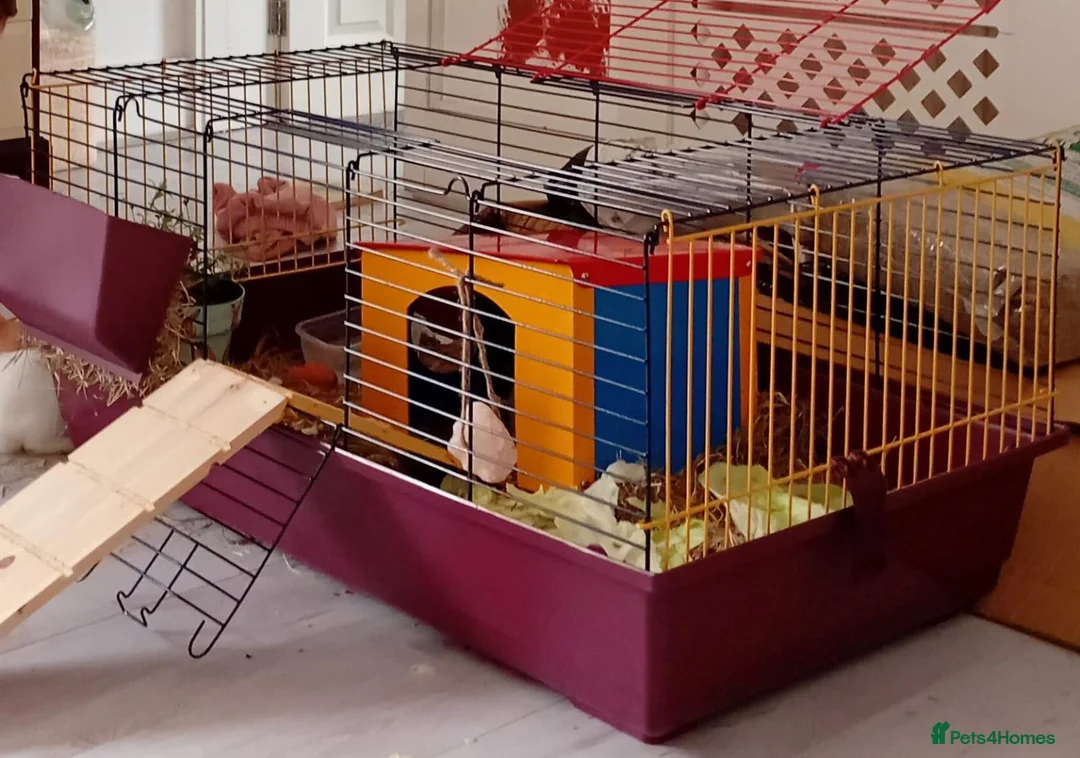 Netherland Dwarf rabbits for sale: 2 female netherland dwarf rabbits in Stalybridge - Advert 2
