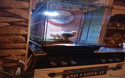 Chickens poultry for sale: Pure Breed American Silkie chicks  - Advert 3