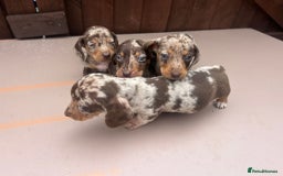 Dachshund dogs for sale: 6 beautiful dachshund puppies!!! - Image 15