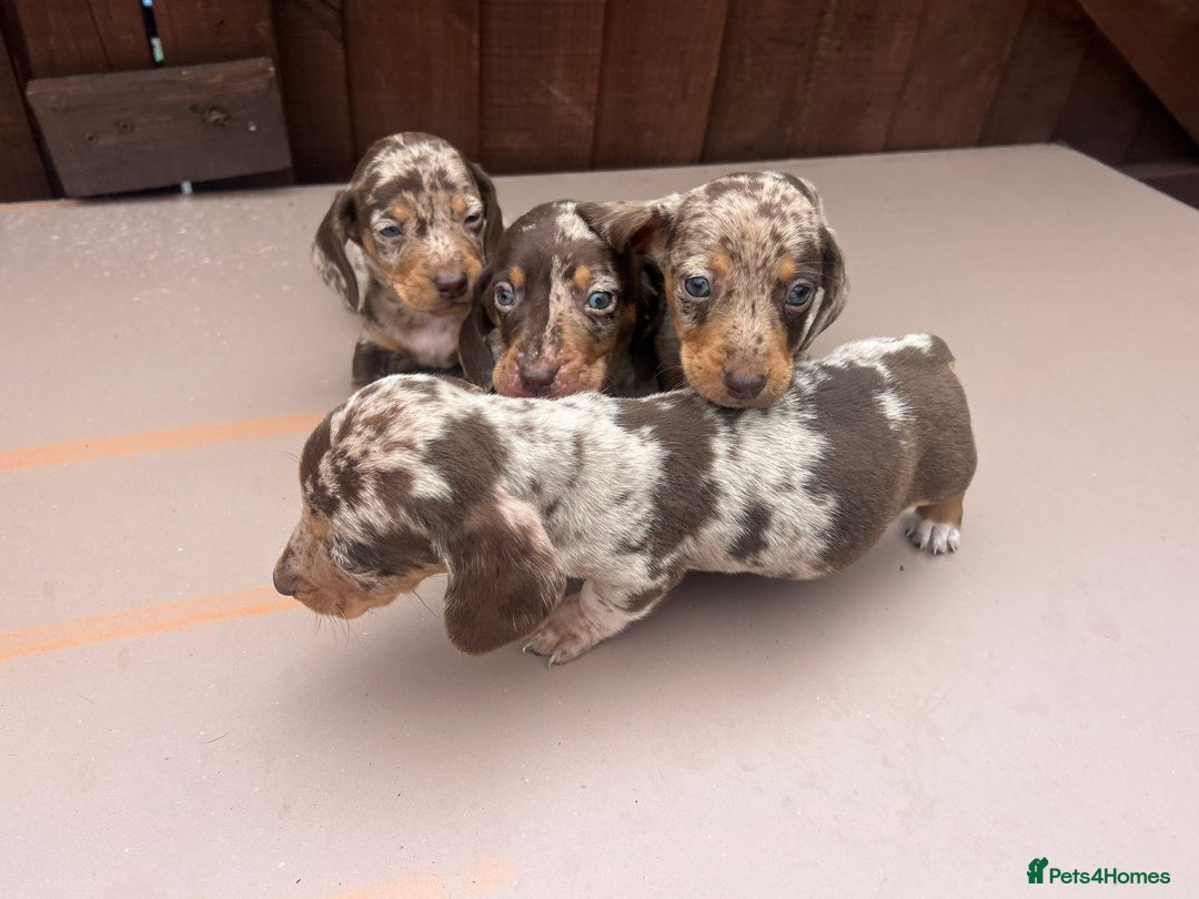 Dachshund dogs for sale: 6 beautiful dachshund puppies!!! - Image 15