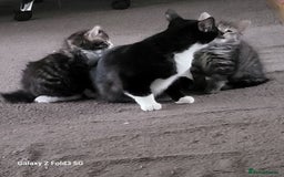 Mixed Breed cats for sale: 4 tabby kittens  - Advert 5