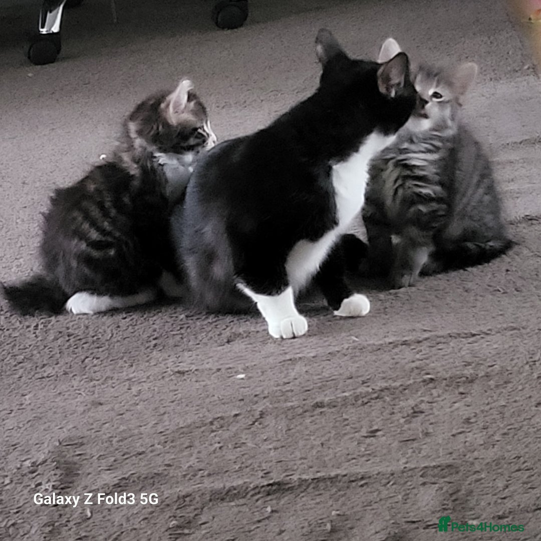 Mixed Breed cats for sale: 4 tabby kittens  - Advert 5