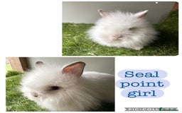 Lionhead rabbits for sale: Stunning double mained lionheads ready now  - Image 6