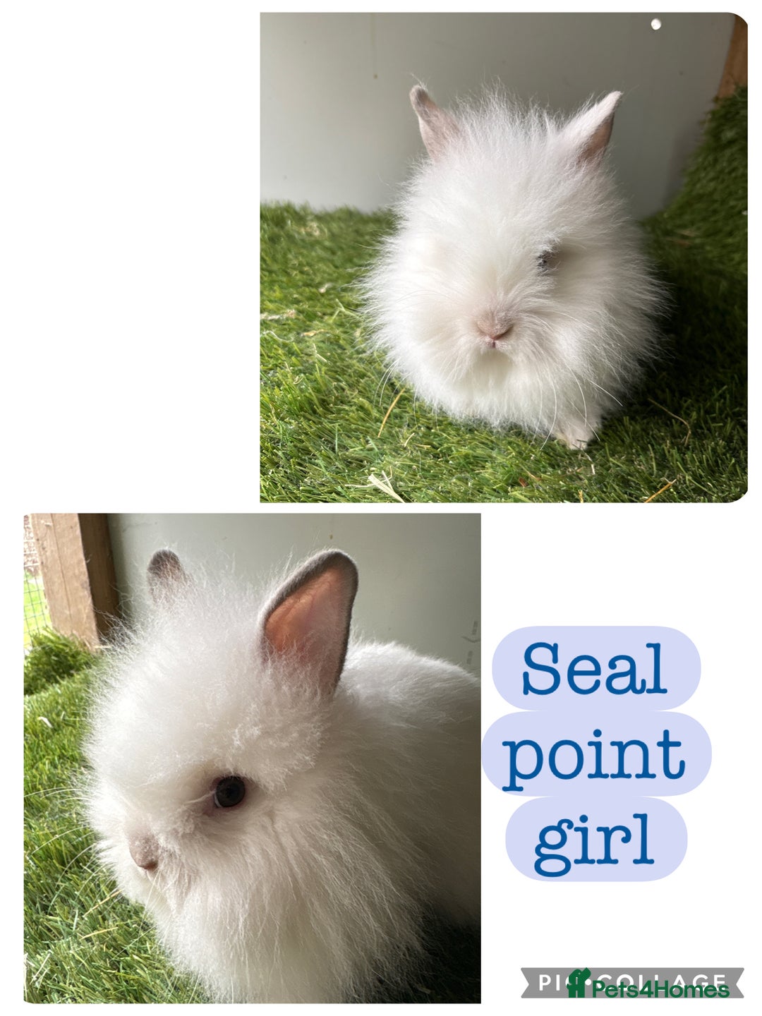 Lionhead rabbits for sale: Stunning double mained lionheads ready now  - Image 6