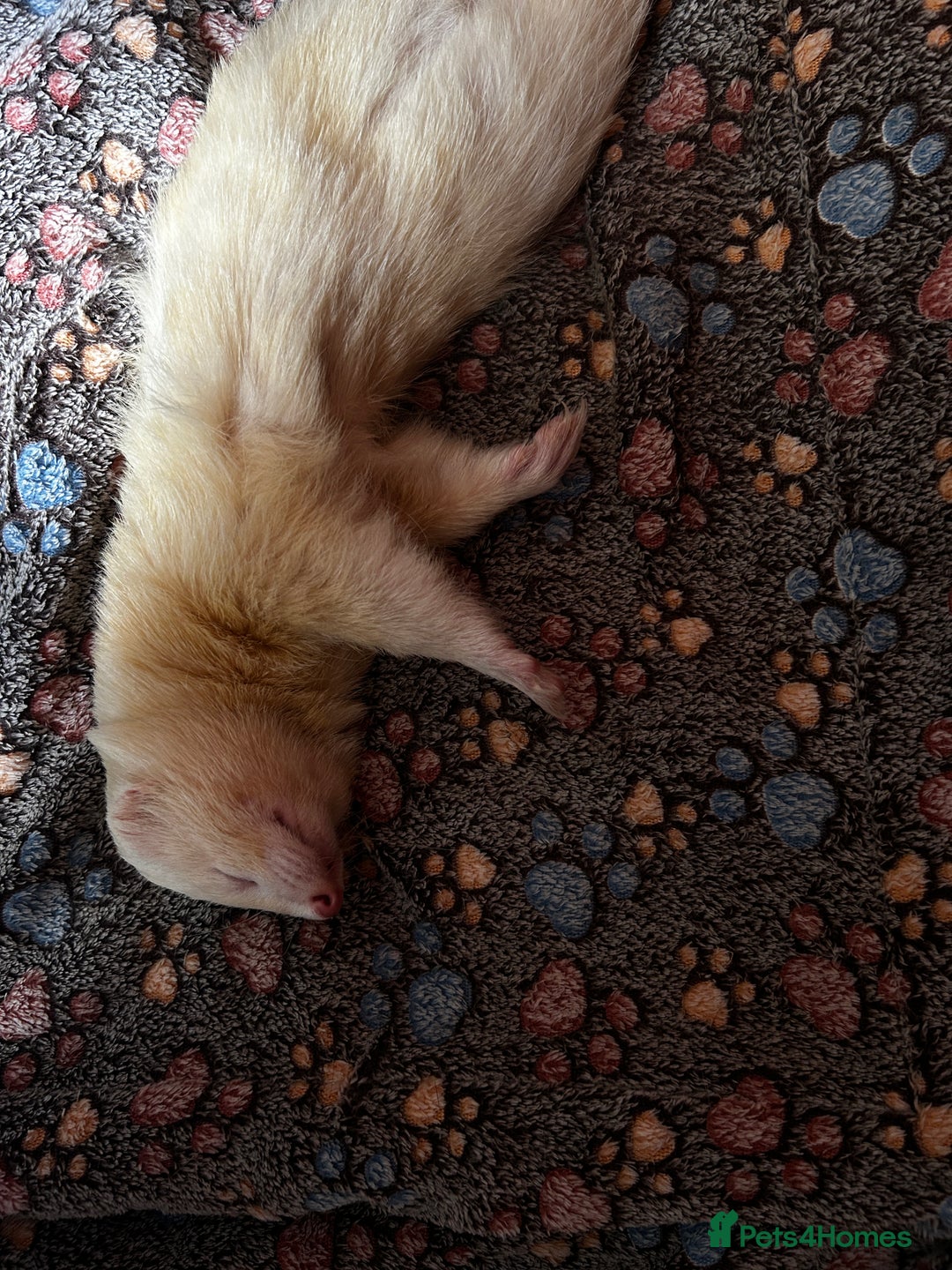 Ferret rodents for sale: Male ferrets looking for home. - Image 6