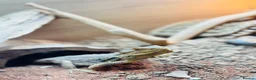 Bearded Dragon reptiles for sale: Bearded lizard in Westbury - Advert 1