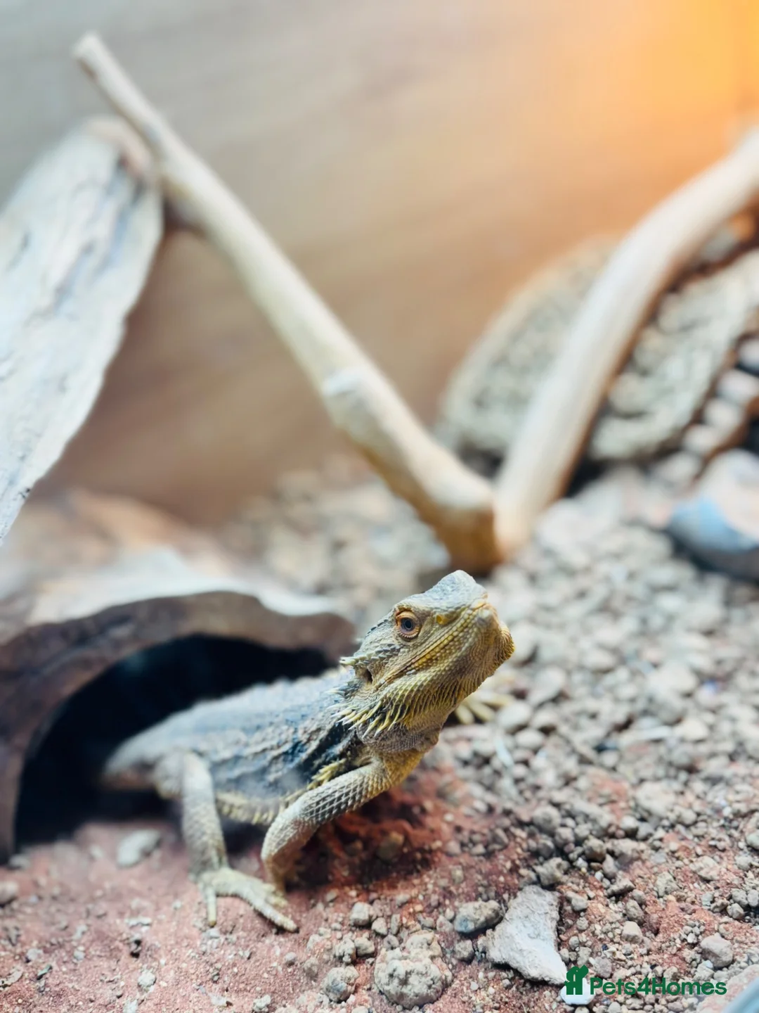 Bearded Dragon reptiles for sale: Bearded lizard in Westbury - Advert 1