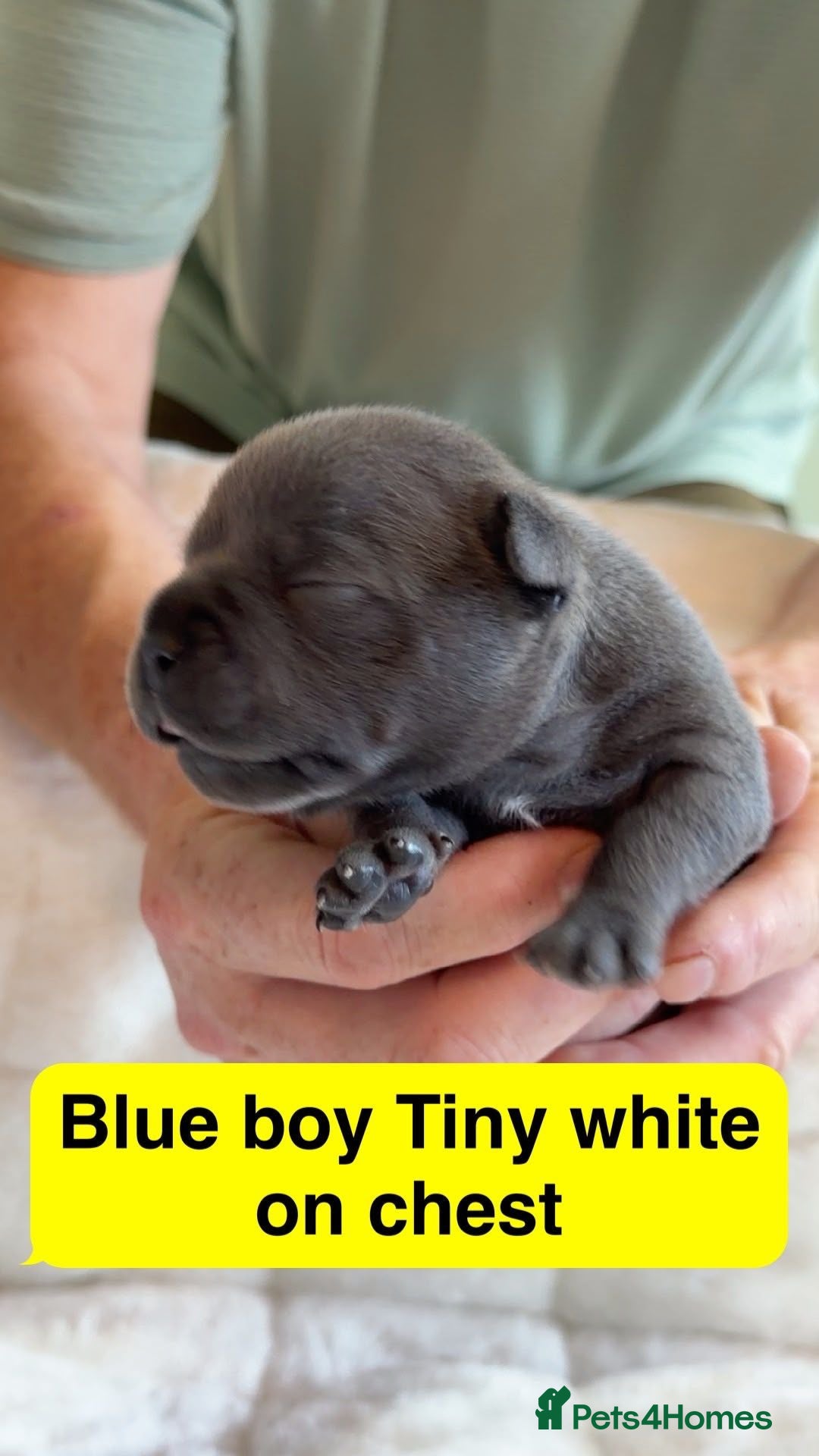 Staffordshire Bull Terrier dogs KC REGISTERED Staffordshire Bull Terrier - Advert 1