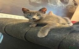 Oriental cats for sale: 5 STUNNING RAGAMESE/SIAMESE KITTENS - Image 15