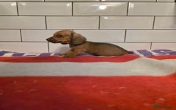 Miniature Dachshund dogs for sale: Full of champions!!! pra clear mini dachshunds in South Shields - Image 8