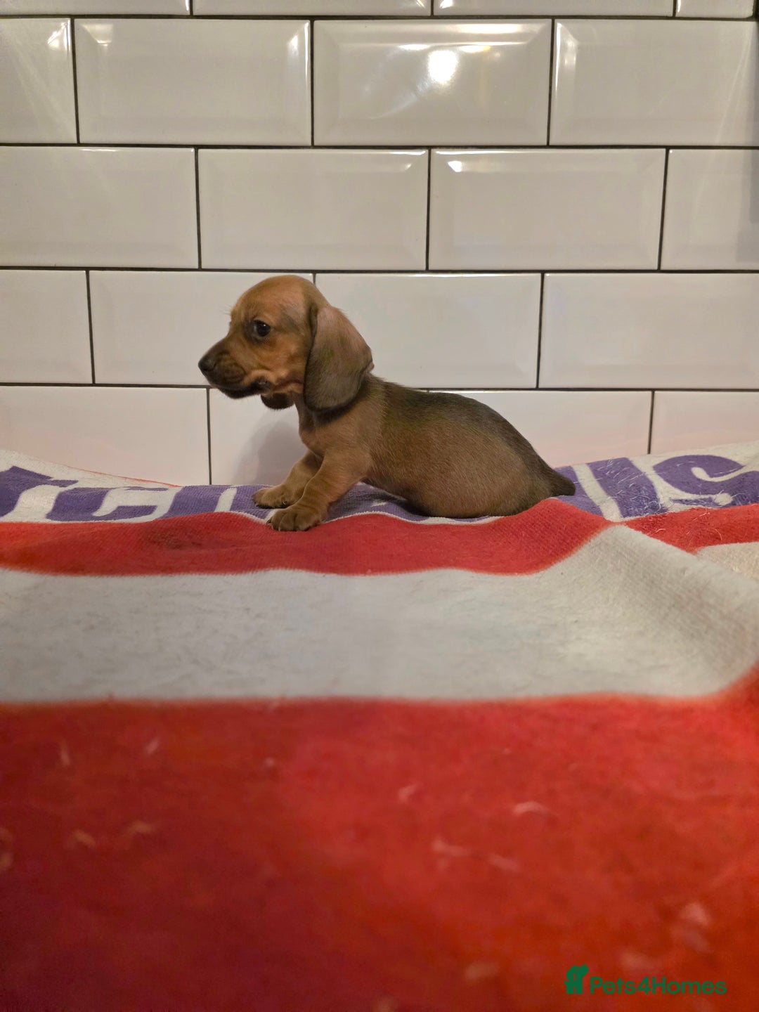 Miniature Dachshund dogs for sale: Full of champions!!! pra clear mini dachshunds in South Shields - Image 8