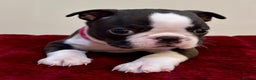 Boston Terrier dogs for sale: Boston Terriers for sale - Advert 15