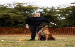 Belgian Shepherd Dog dogs for stud: Health tested KC Belgian Malinois for stud  - Image 2