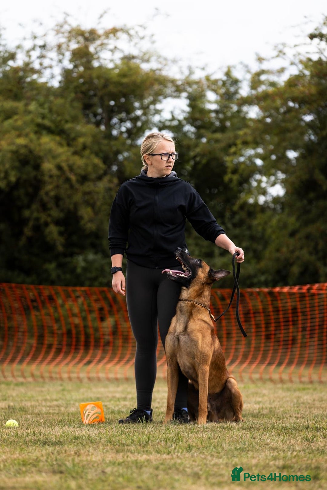 Belgian Shepherd Dog dogs for stud: Health tested KC Belgian Malinois for stud  - Image 2
