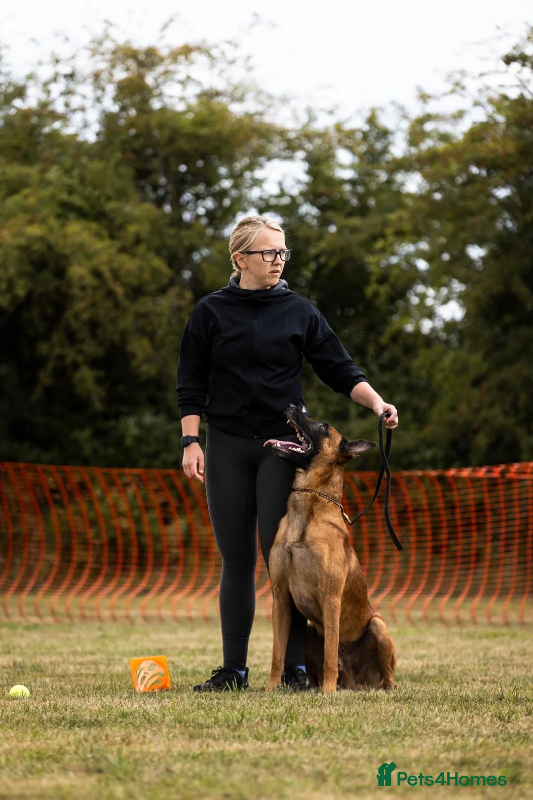 Belgian Shepherd Dog dogs for stud: Health tested KC Belgian Malinois for stud  - Advert 5