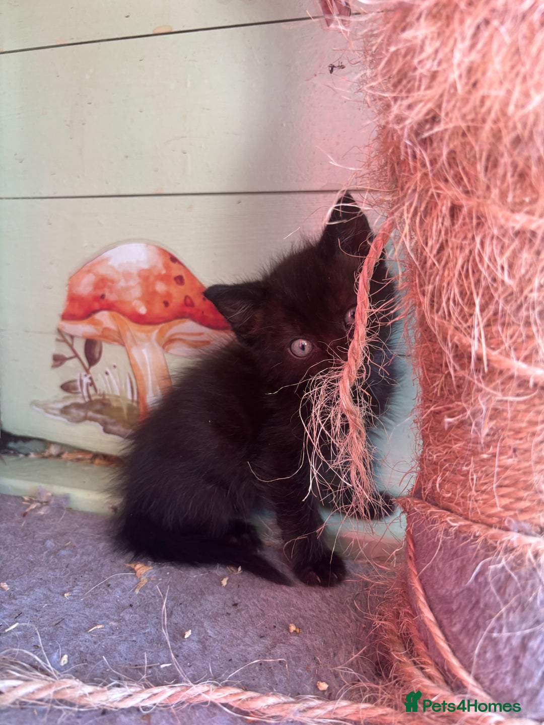 Domestic Shorthair cats for sale: Ragdoll/domestic short hair boys ready now - Image 2
