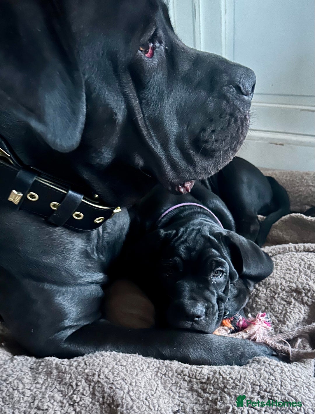Cane Corso dogs for sale: Full Cane Corso, 1 Black Male remaining  in Newark - Image 29