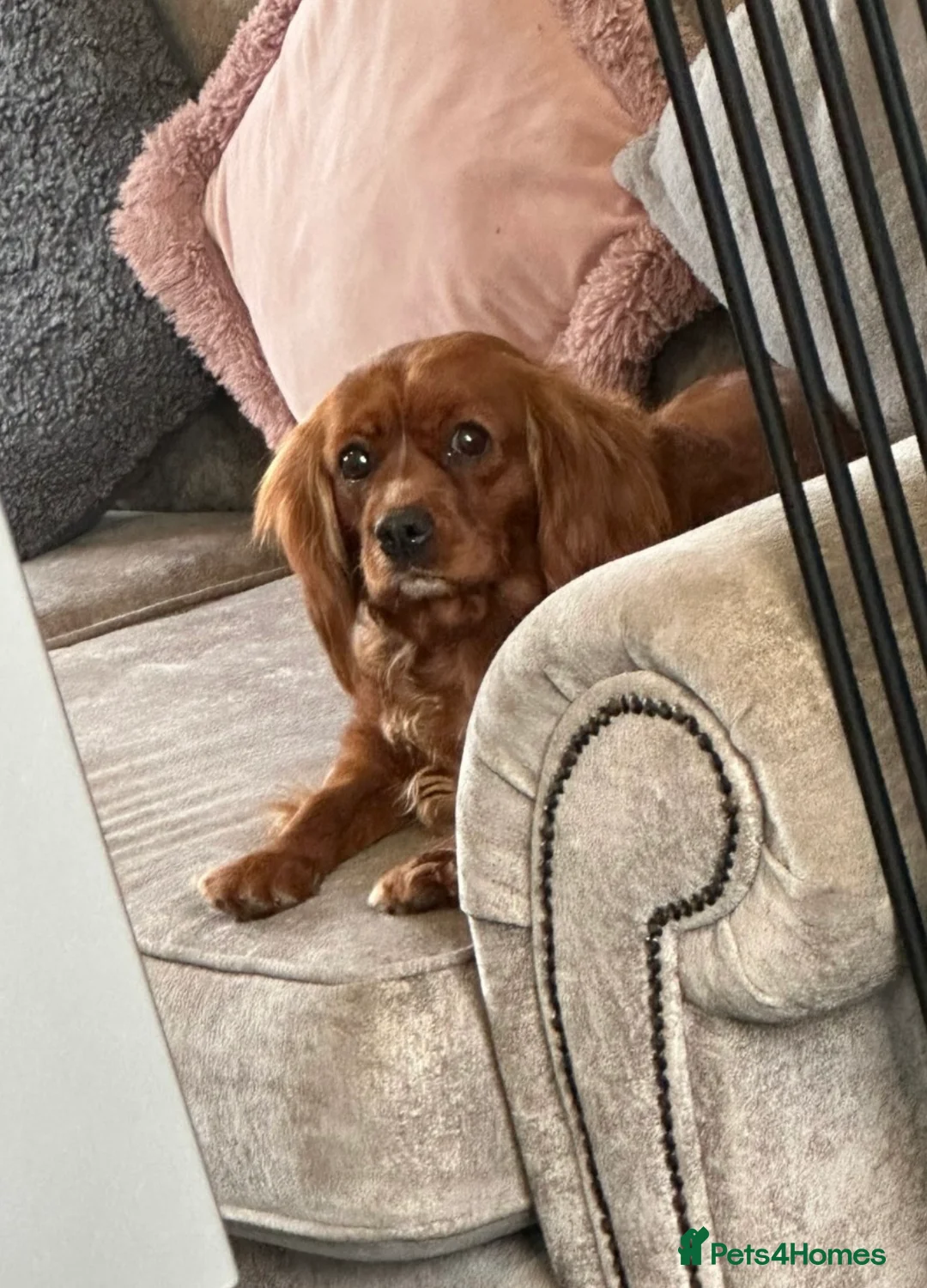 Cavapoo dogs for sale: Beautiful babies looking for forever homes - Advert 13