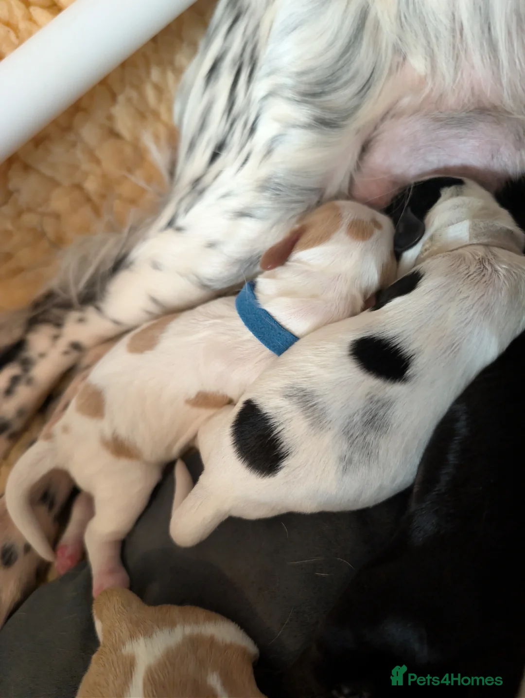 Sprocker dogs for sale: Sprocker puppies (generating any early interest) - Advert 13