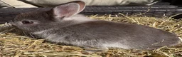 Netherland Dwarf rabbits for sale: Netherland dwarf Babies  - Advert 4