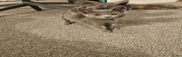 Russian Blue cats for sale: Russian Blue Male Kittens Ready Now in Rochester - Advert 9