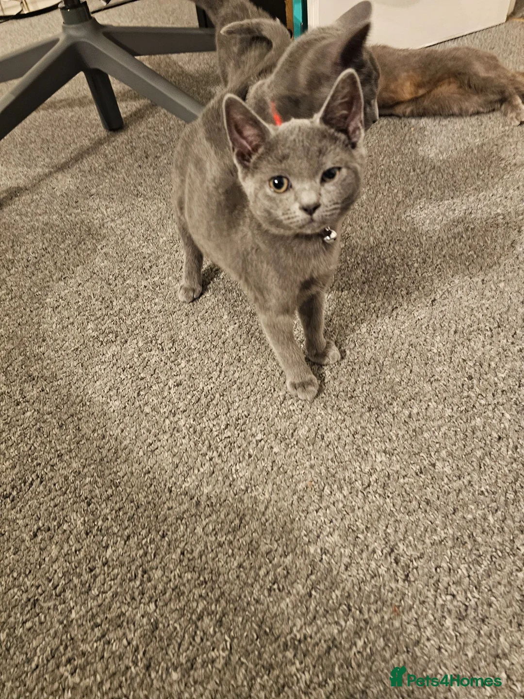Russian Blue cats for sale: Russian Blue Male Kittens Ready Now in Rochester - Advert 9