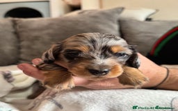 Miniature Dachshund dogs for sale: 4 Stunning Minuature Daschunds!!  - Image 8