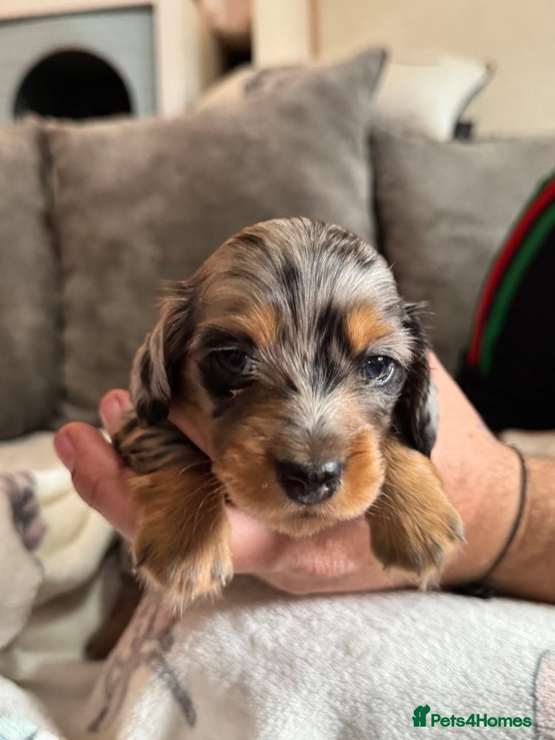 Miniature Dachshund dogs for sale: 4 Stunning Minuature Daschunds!!  - Image 8