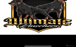 Dobermann dogs for sale: F1b working dobermann puppies - Image 4