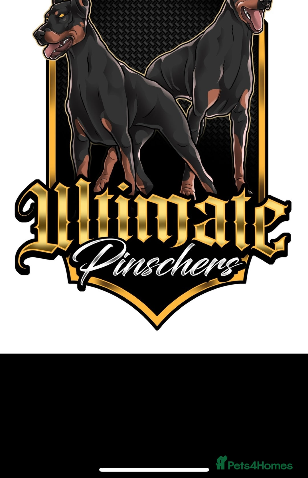 Dobermann dogs for sale: F1b working dobermann puppies - Image 4