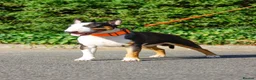 English Bull Terrier dogs for sale: English bull terrier puppies - Advert 7