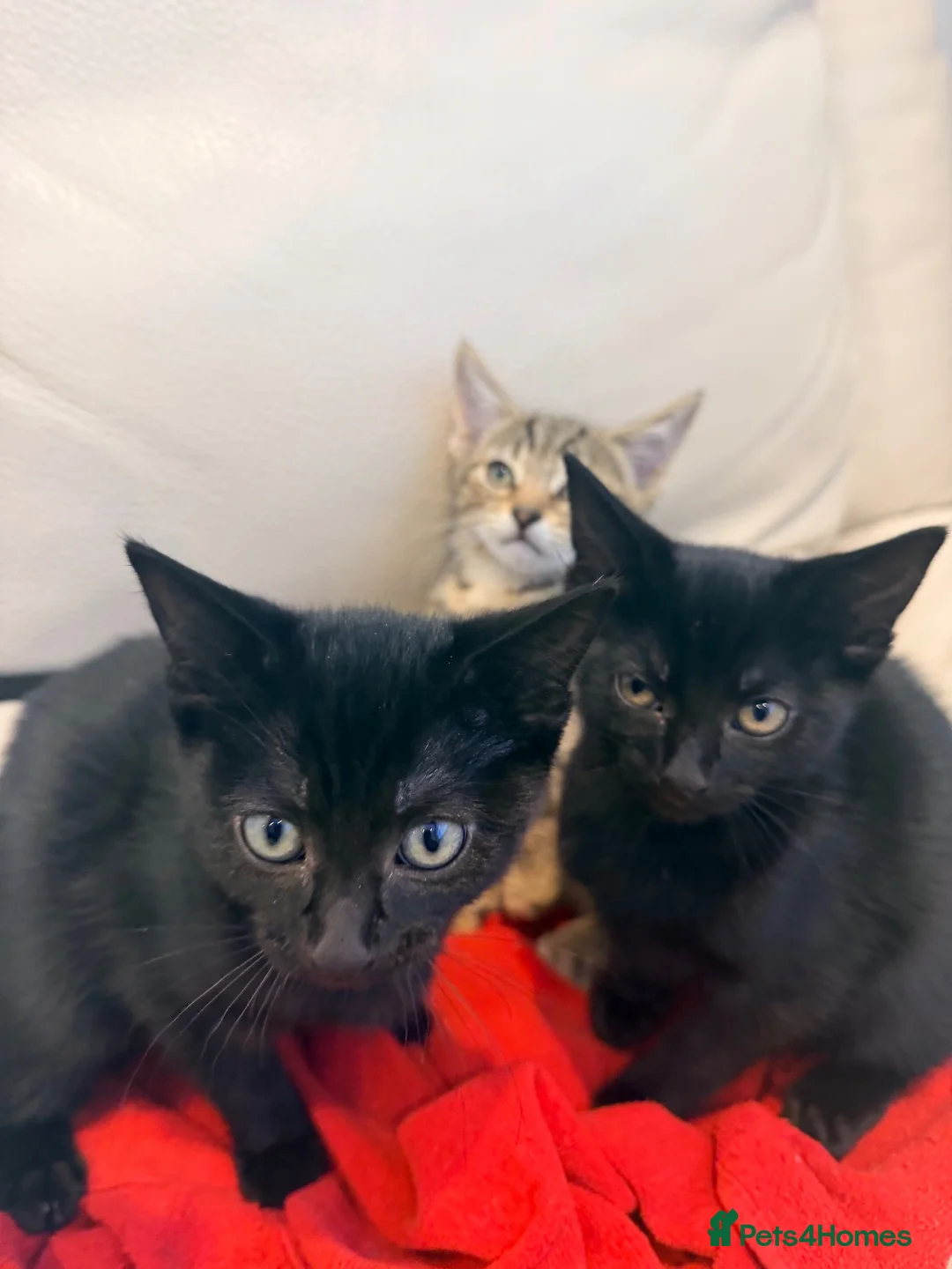 Mixed Breed cats for sale: 11 week old kittens ready to leave  - Advert 1