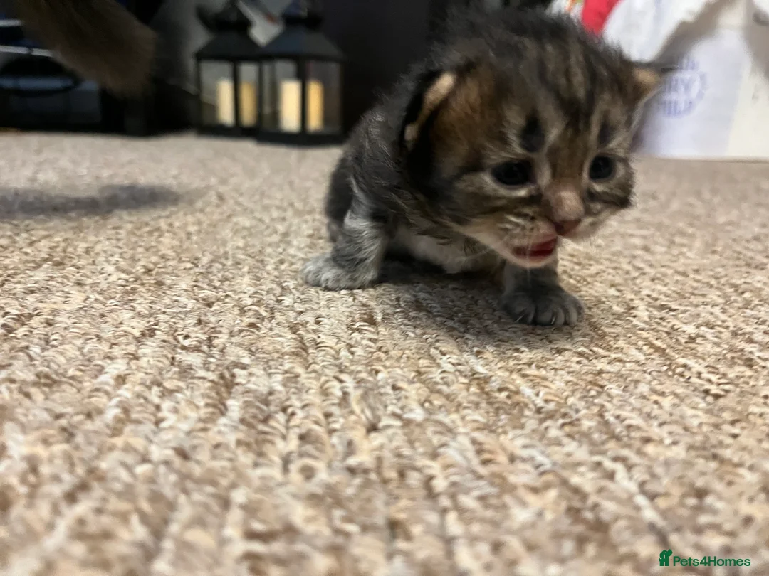 British Shorthair cats for sale: A beautiful kittens British shorthair  - Advert 37