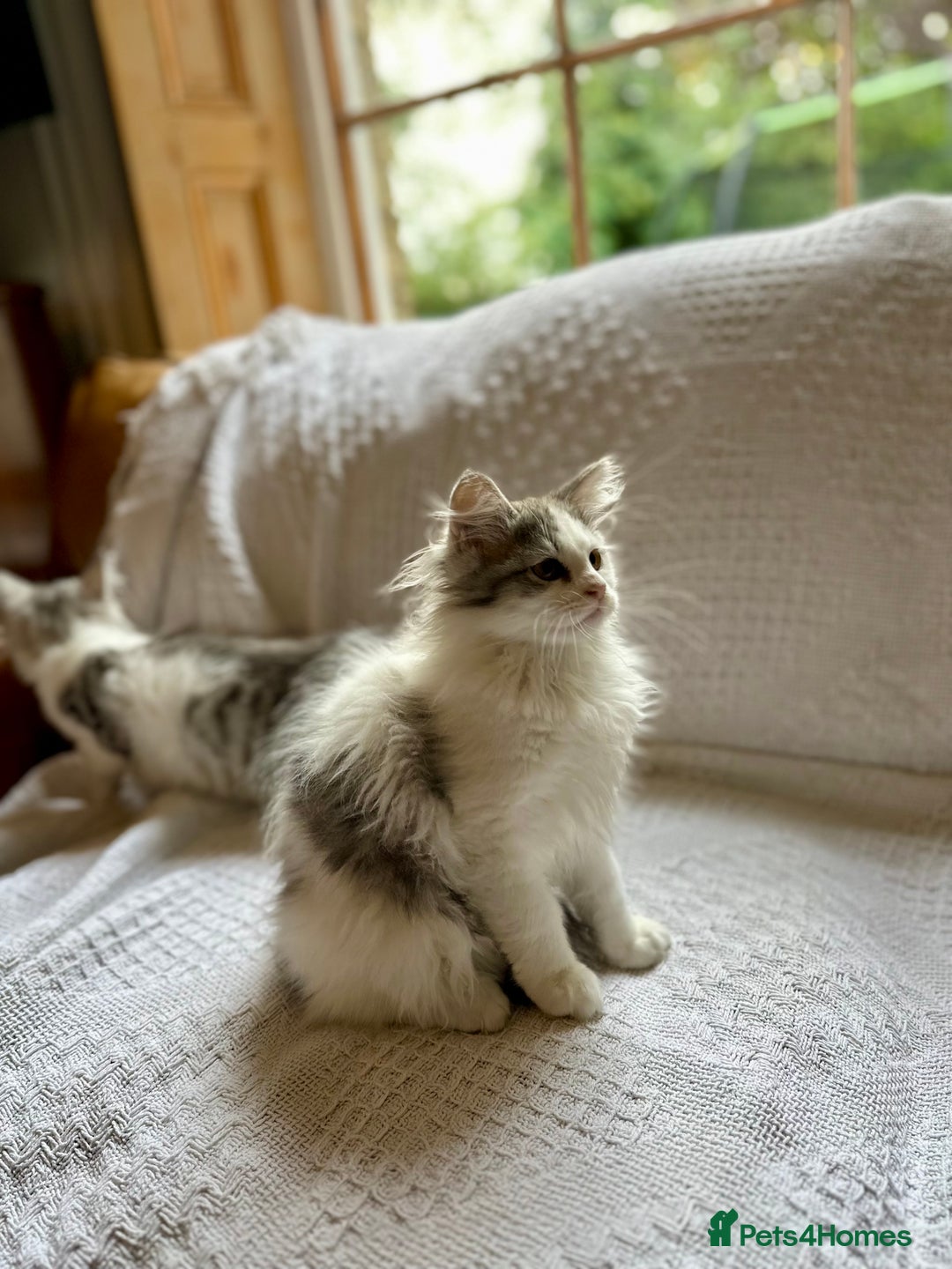 Siberian cats for sale: TICA Siberian kittens hypoallergenic & loving - Image 9
