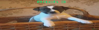 Jack Russell Puppy 3