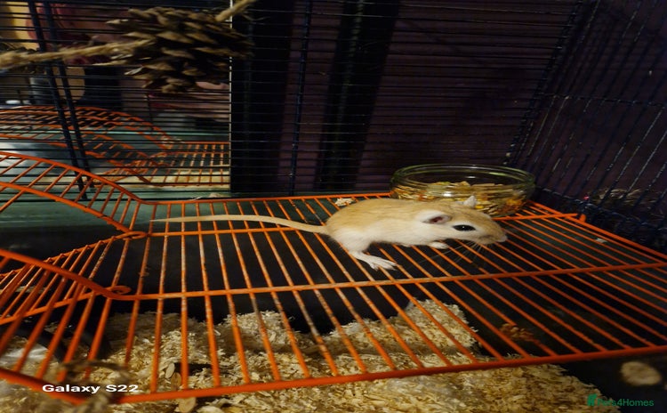 Gerbil rodents - Advert 4